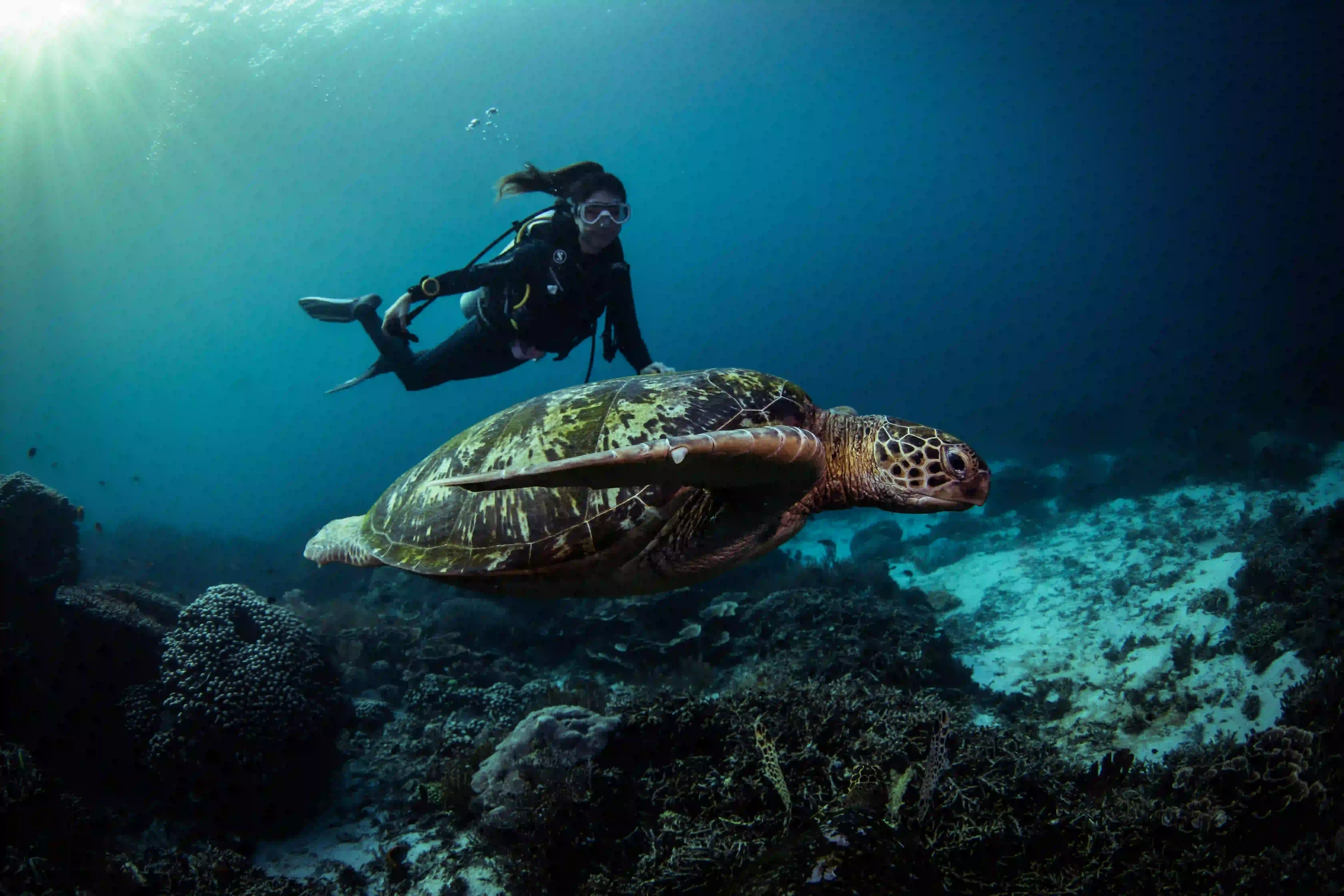 turtle with diver