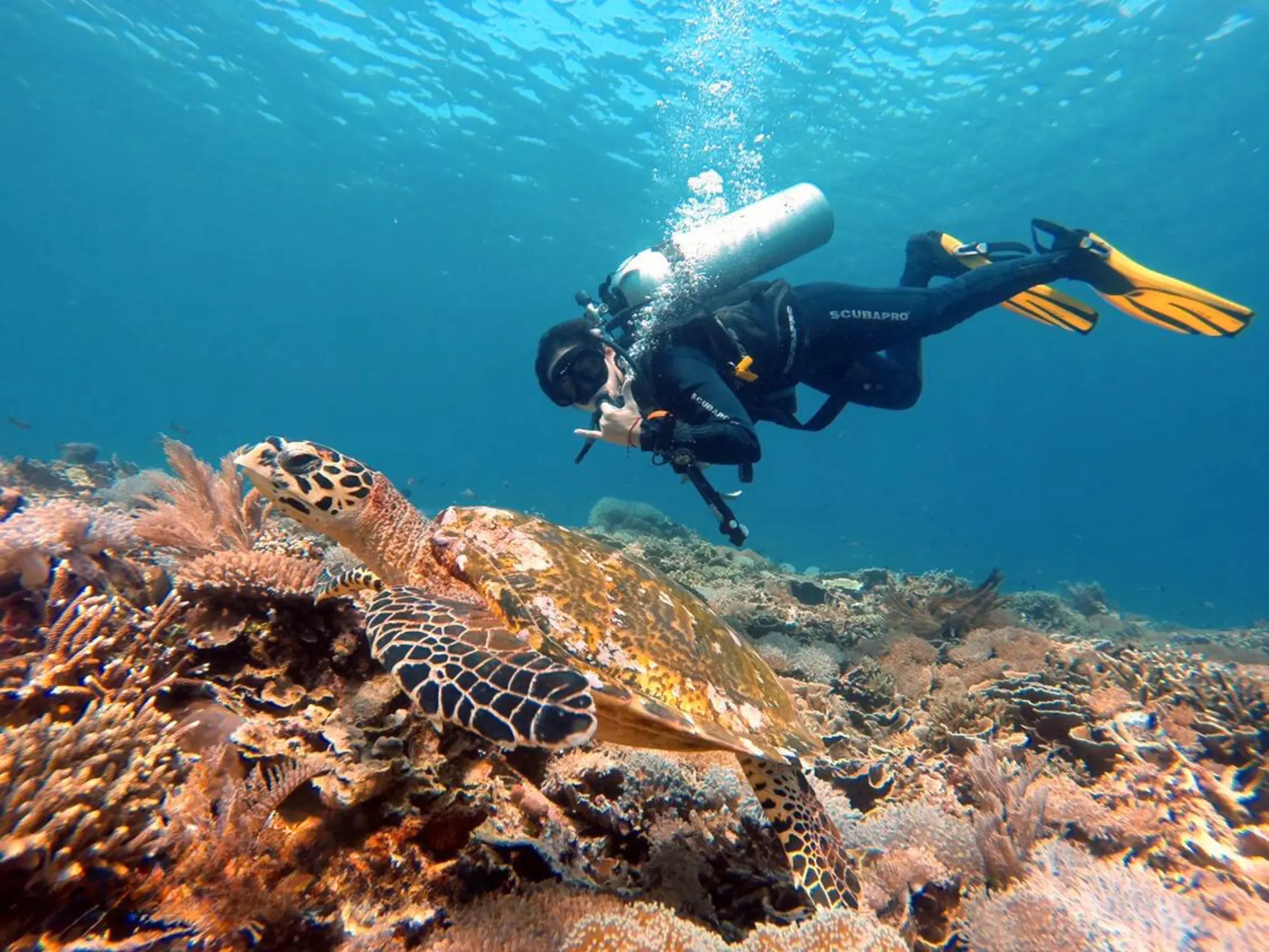 Diving Course Komodo