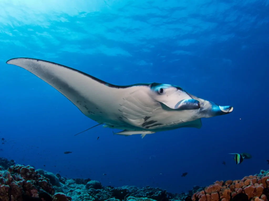 Manta Point Labuan Bajo