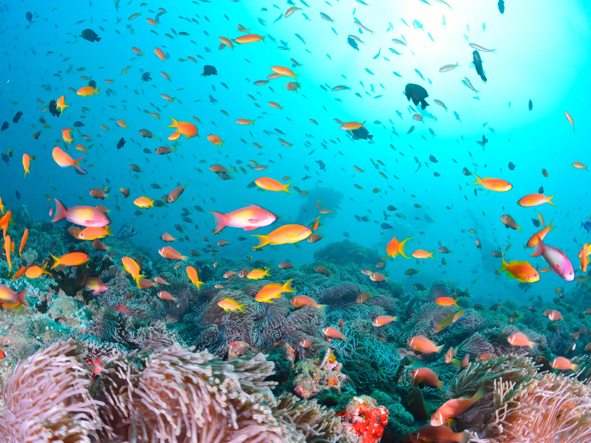 Diving Komodo