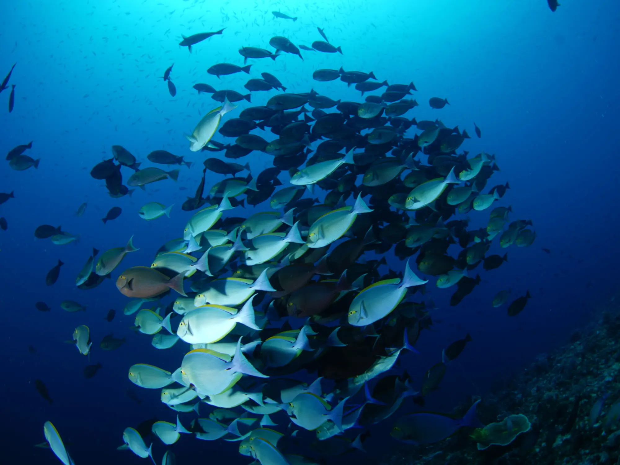 Diving Komodo