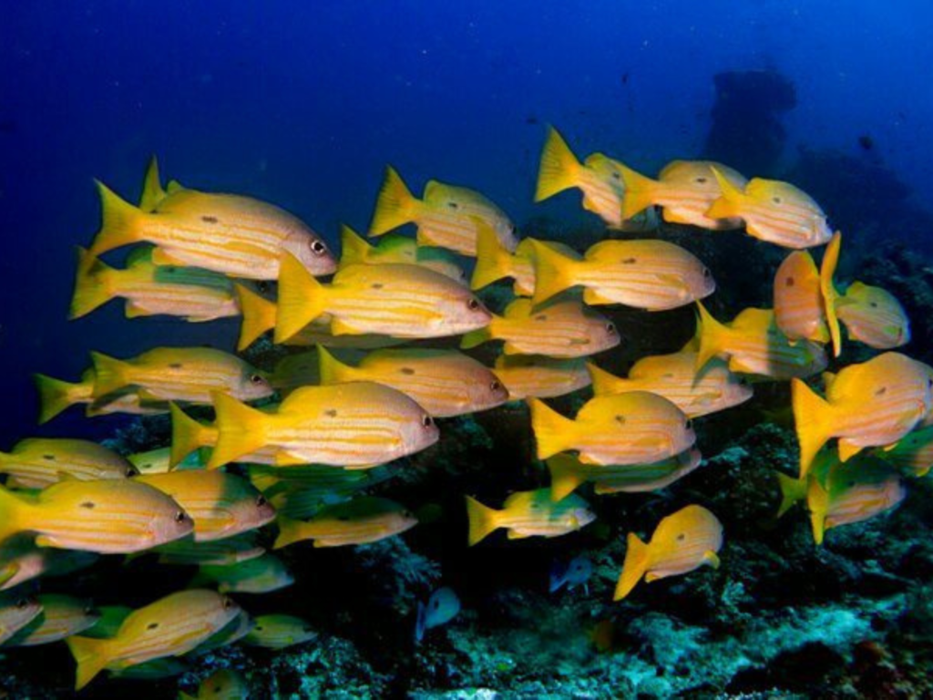 Yellow Wall: One of Komodo’s Most Colorful Reef Dives