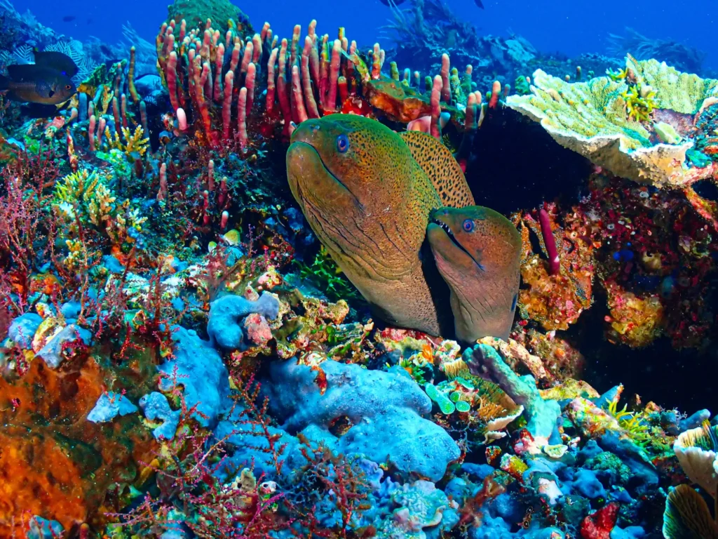 Unveiling the Underwater Paradise: Diving in Flores Island