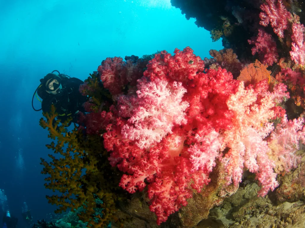 Diving Center Komodo – Explore Underwater Paradise