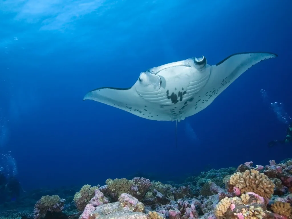 Experience the Magic of Manta Ray Diving in Komodo