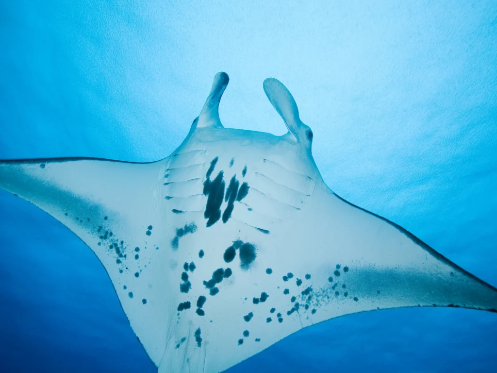 Manta Point Labuan Bajo: A Diver’s Paradise Awaits