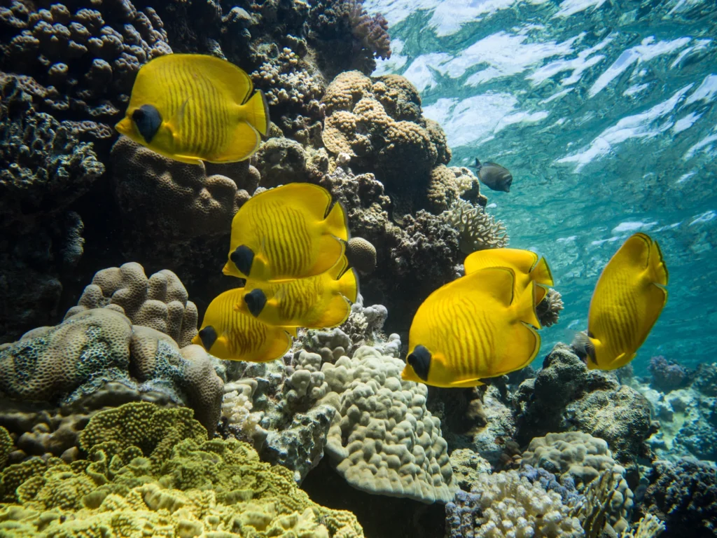 Best Diving in Indonesia: Explore Komodo’s Underwater Paradise