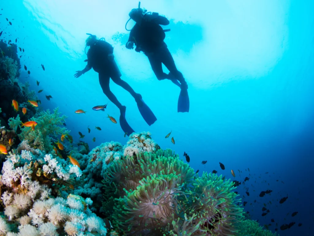 Flores Diving: Explore a Hidden Gem in Indonesia’s Waters