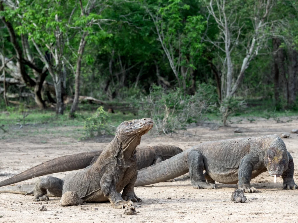 Things to Do on Komodo Island: Your Ultimate Adventure Guide