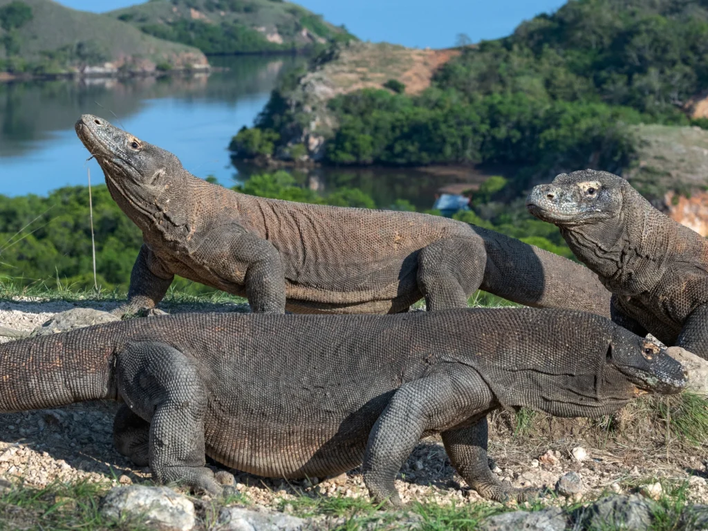 Komodo Island Tour: A Journey Through Indonesia’s Natural Wonders