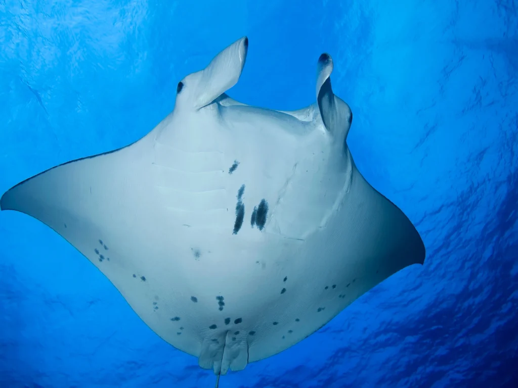 Manta Ray Diving: Experience the Majestic Giants of Komodo