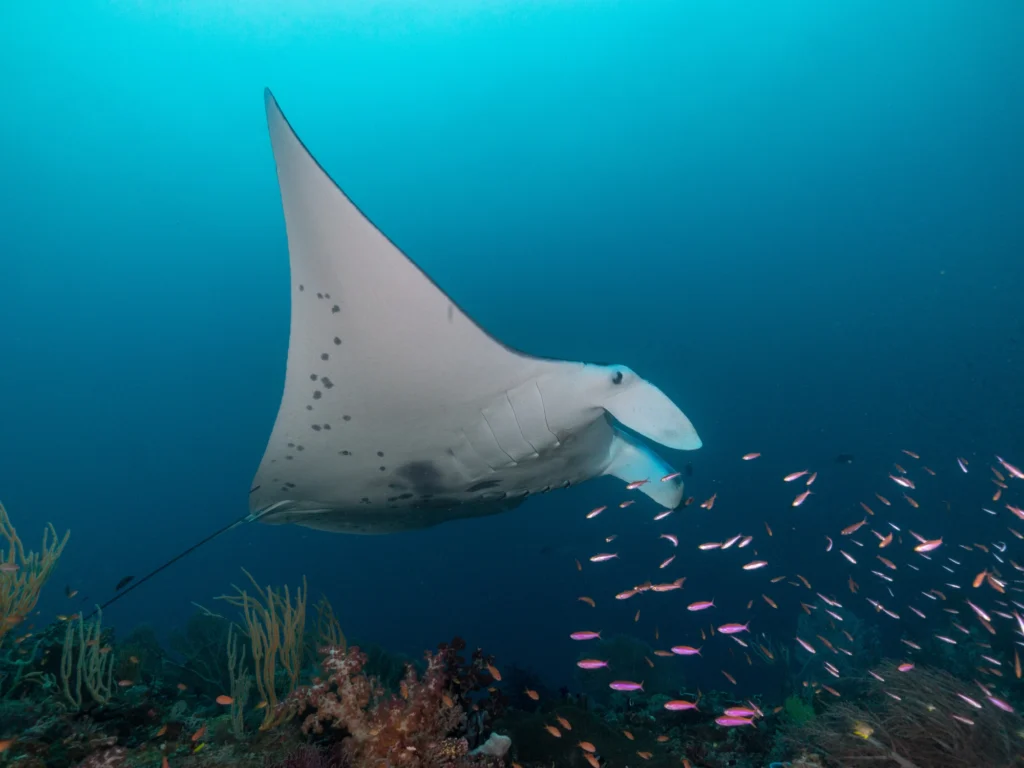 Manta Ray: Encounter Ocean Giants in Komodo National Park