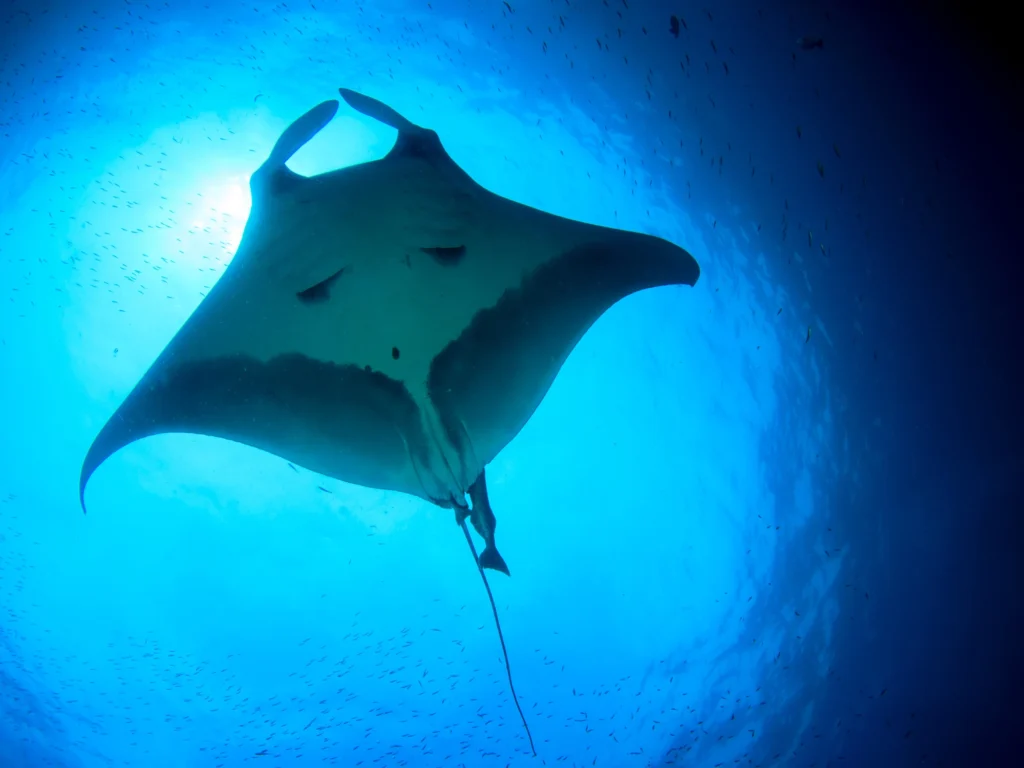 Discover Manta Point Labuan Bajo: A Diver’s Paradise