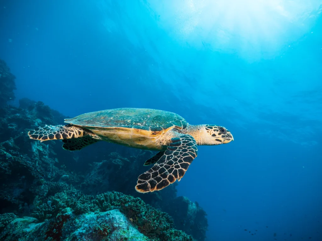 Explore the Best Diving Spots on Flores Island: A Diver’s Paradise