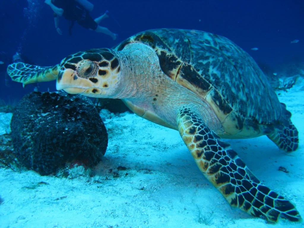 Scuba Diving Indonesia: Explore the Underwater Wonders of the Archipelago