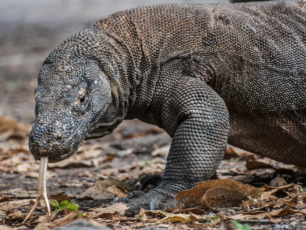 The Ultimate Guide to Epic Komodo Tour Packages