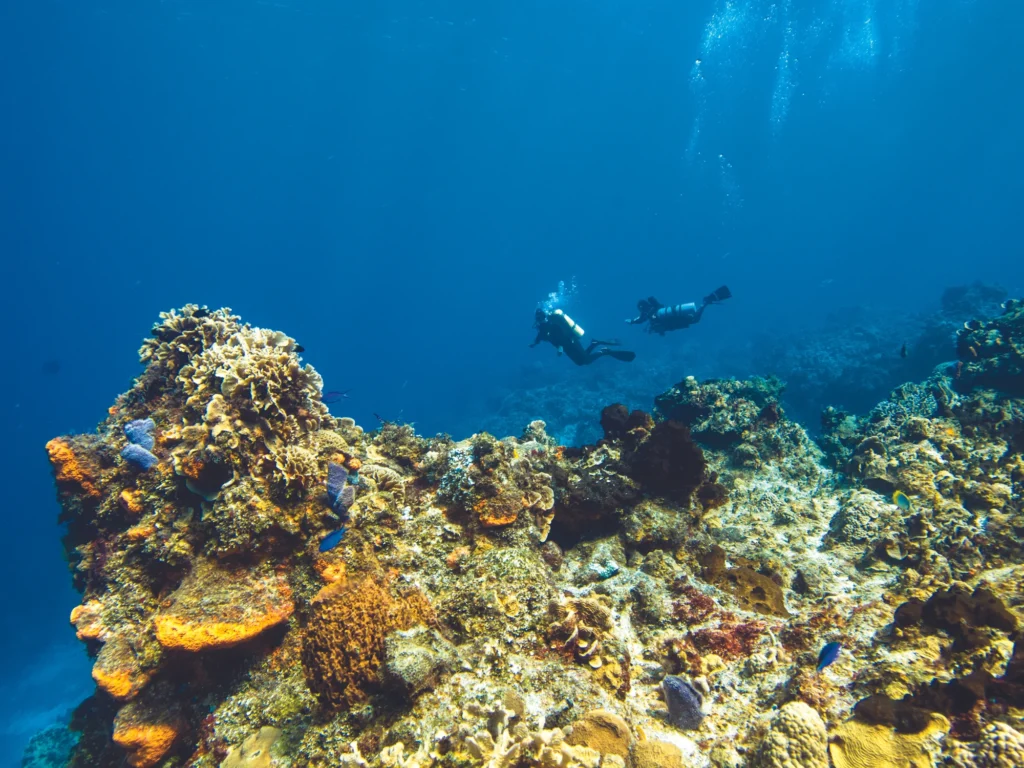 Discover the Best Labuan Bajo Diving Spots and Underwater Wonders