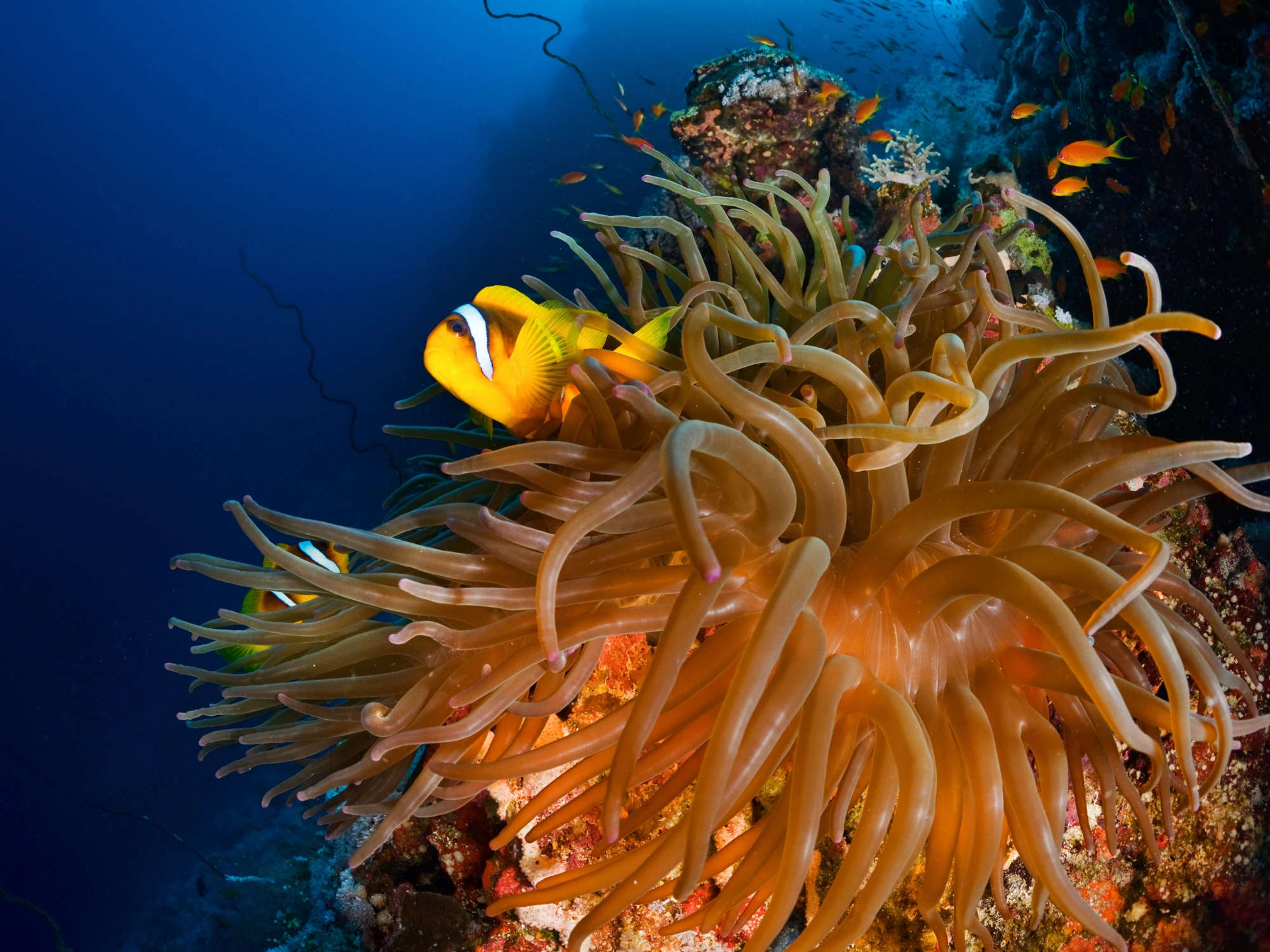 labuan bajo diving