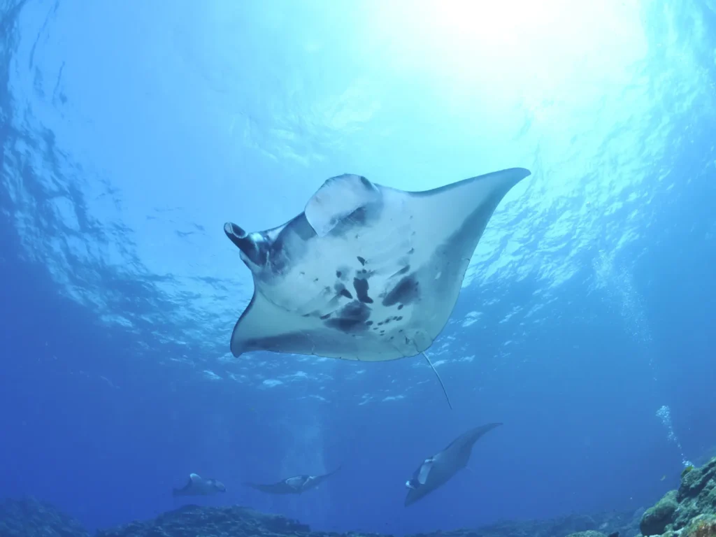 Manta Point Diving: Top Tips and Tricks for an Unforgettable Experience