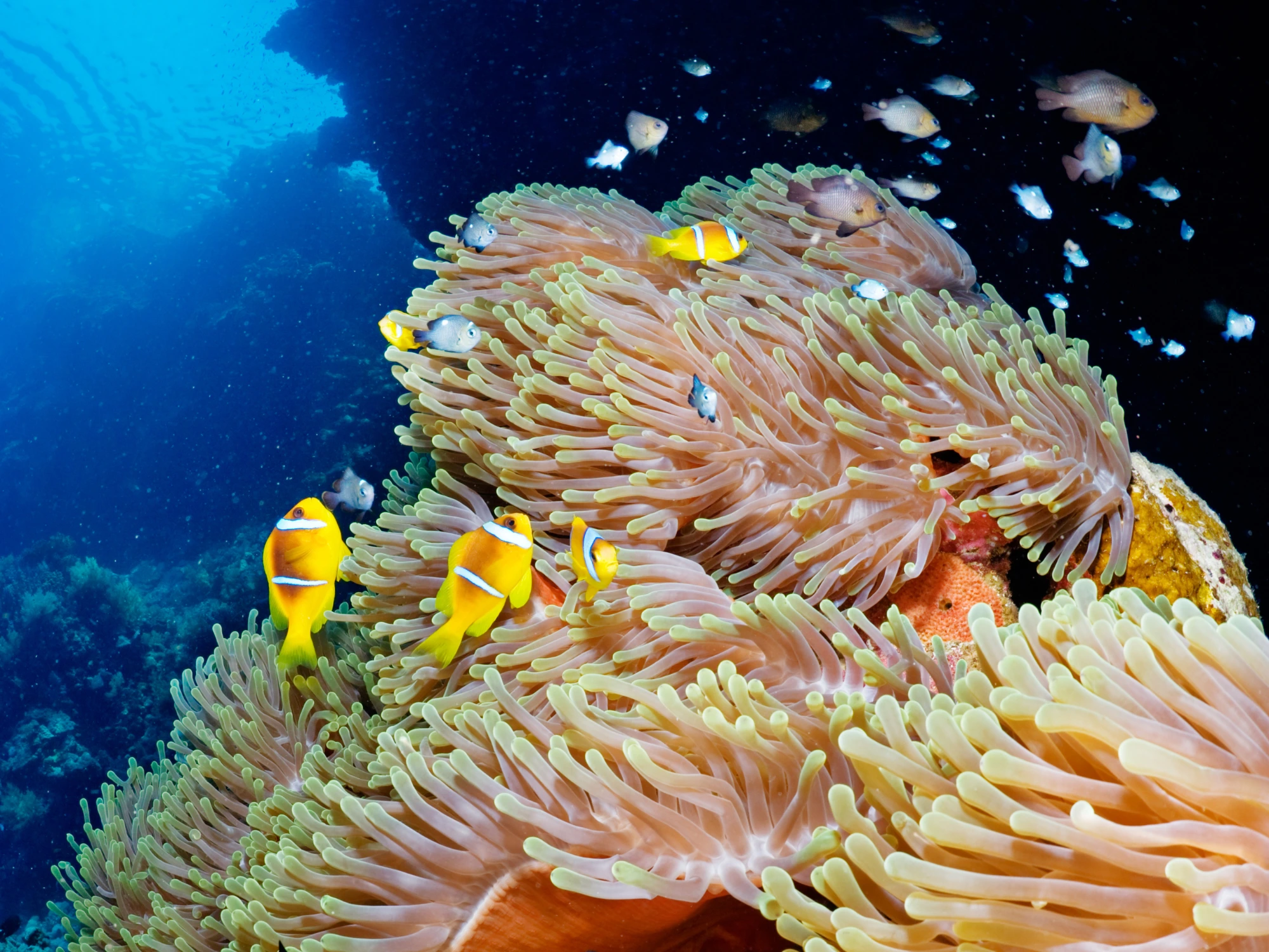 dive center labuan bajo