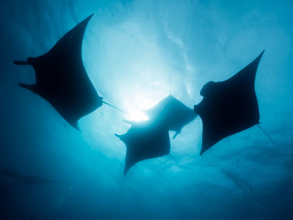 Dive Into the Wonders of Manta Point Komodo: A Must-Visit Dive Site