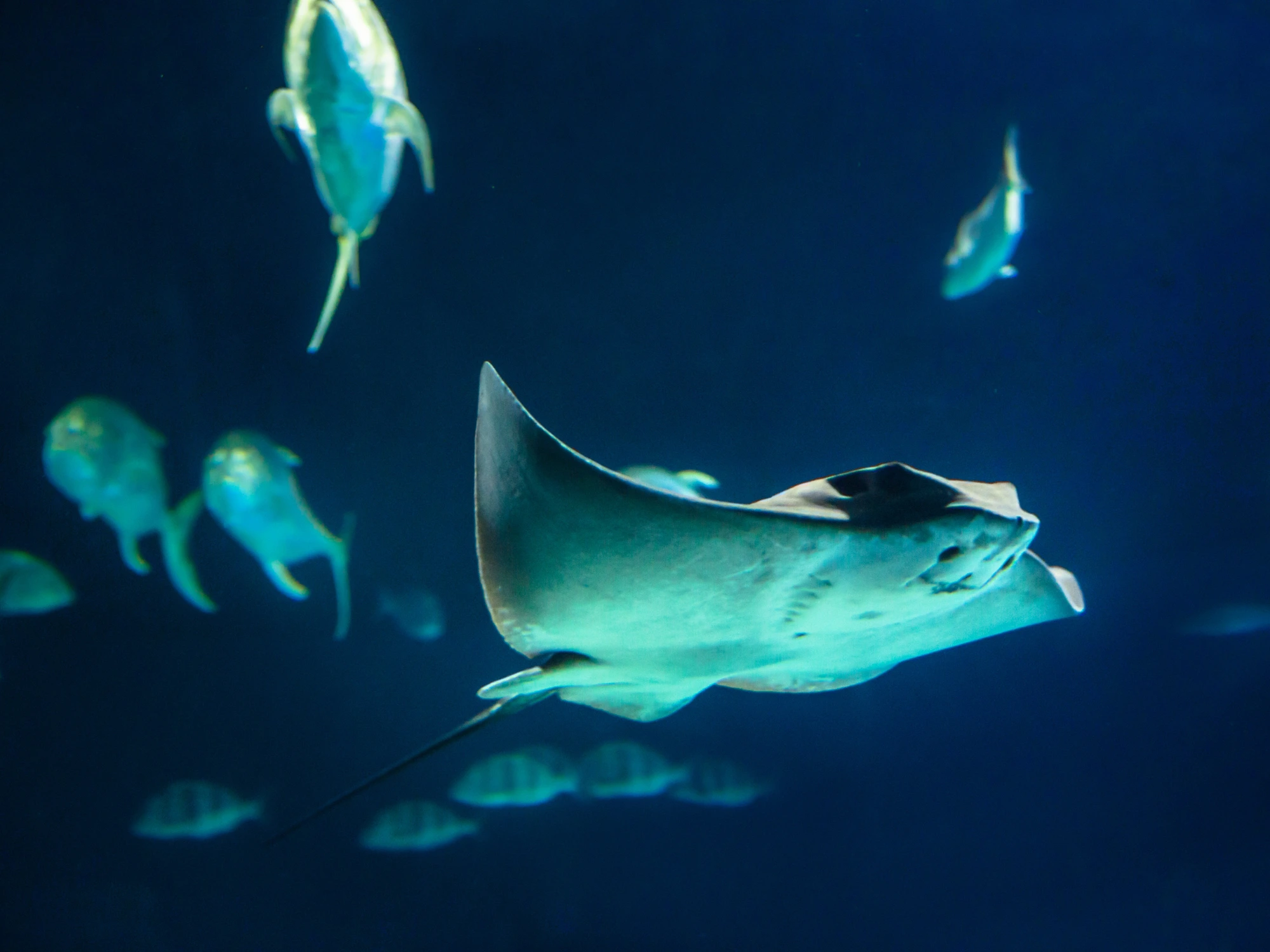 Manta Point Komodo