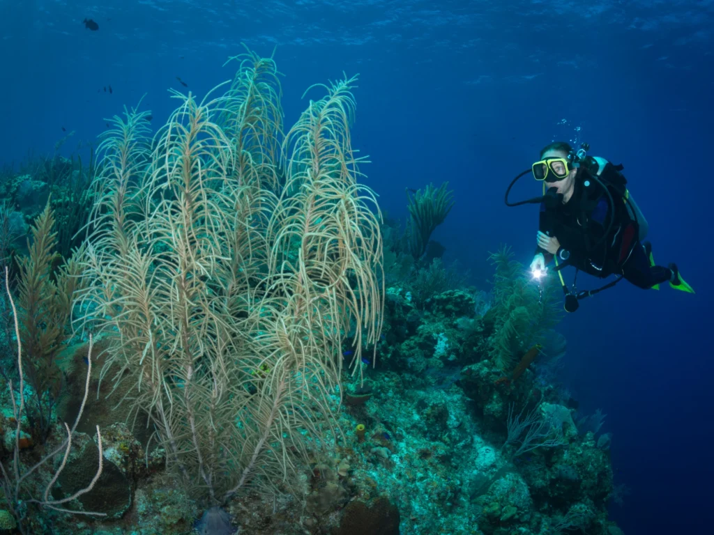 The Best Komodo Diving Experience with Divers Paradise Komodo