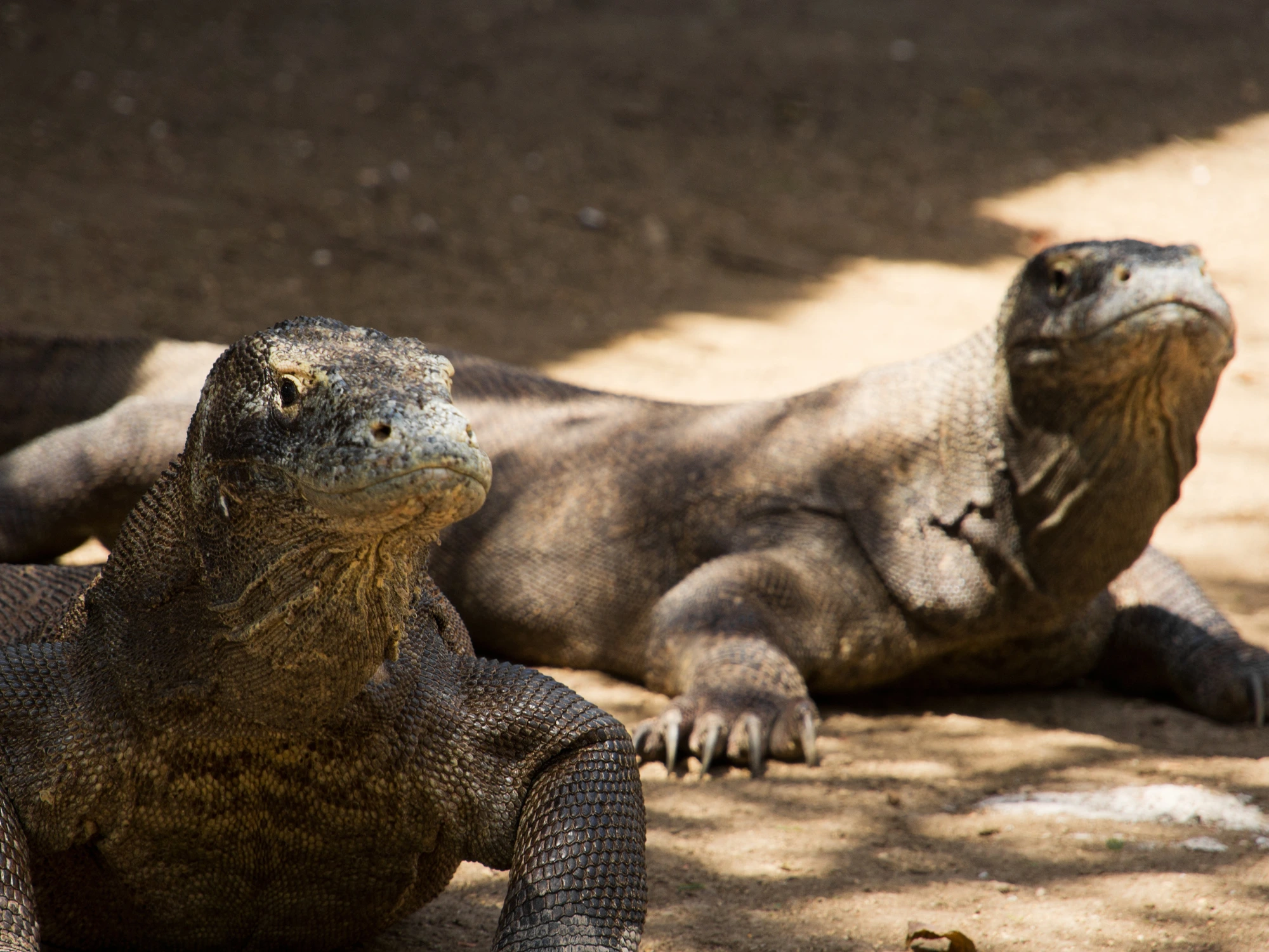 Komodo National Park