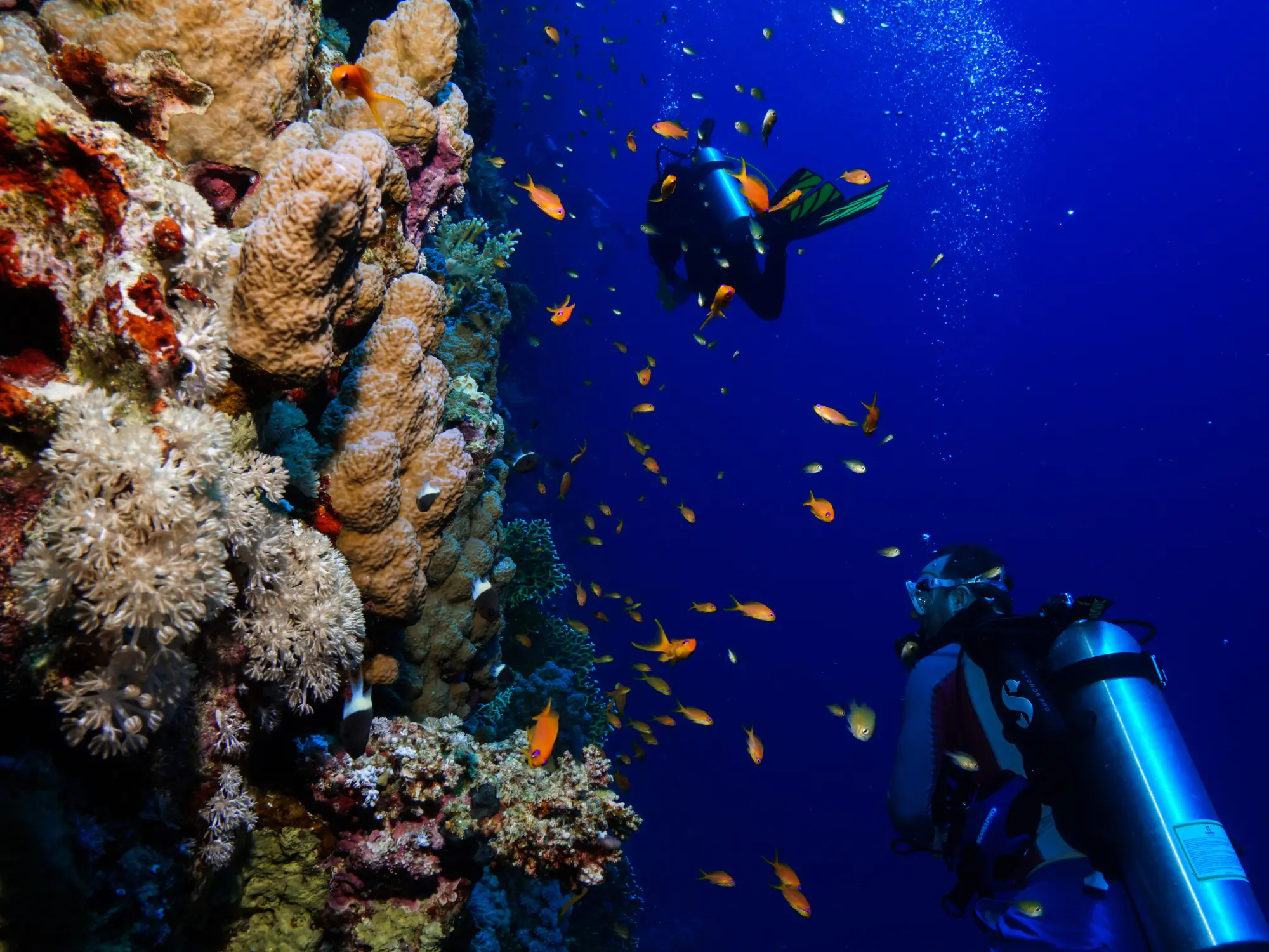 blue marlin dive komodo