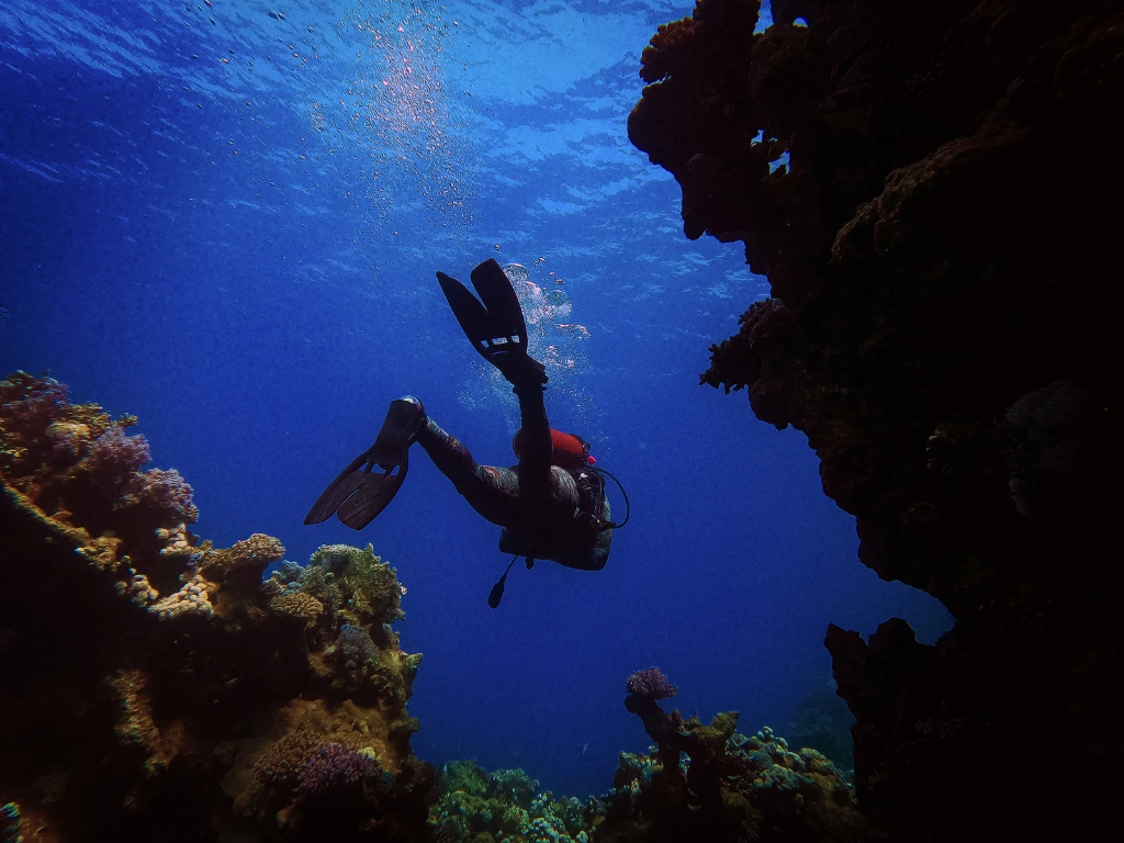 When Is the Best Time to Dive in Komodo? A Month-by-Month Guide