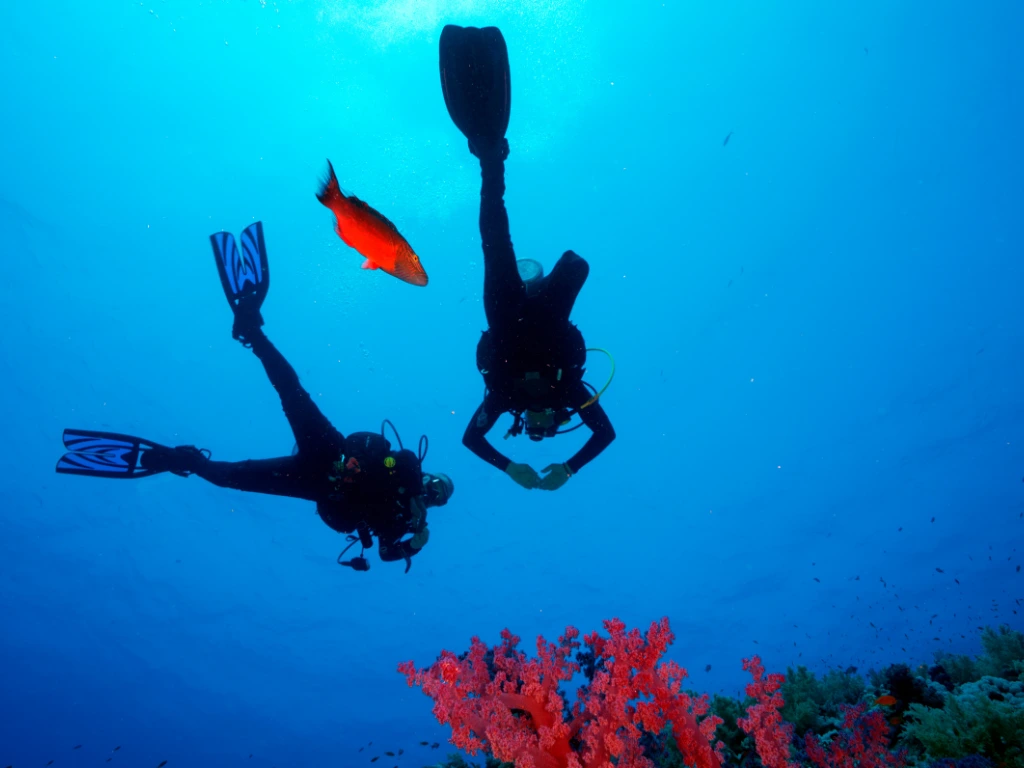 A Beginner’s Guide to Diving in Komodo National Park