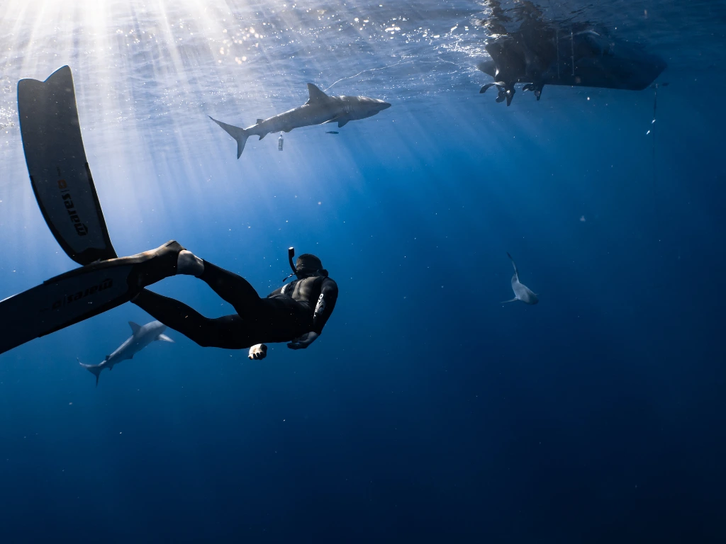 The Ultimate Guide to Diving in Komodo National Park