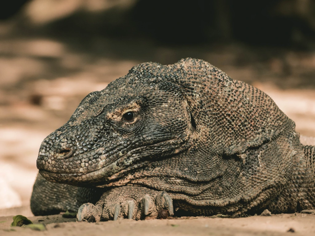 Choosing the Best Dive Center in Komodo: What Really Matters