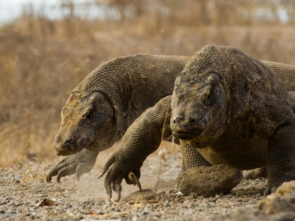 How to Plan the Perfect Diving Trip to Komodo National Park
